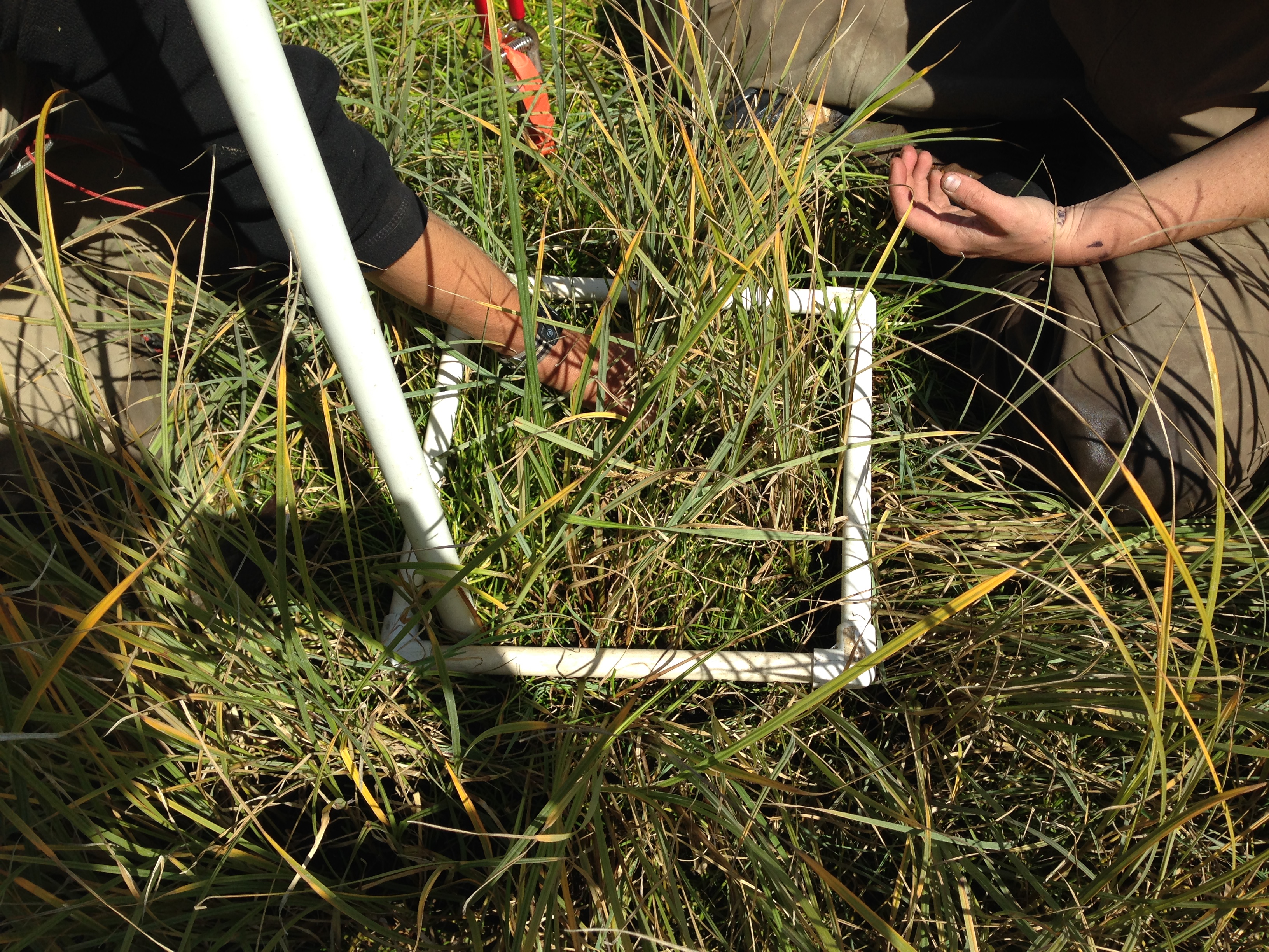 Habitat Monitoring The Lower Columbia Estuary Partnership