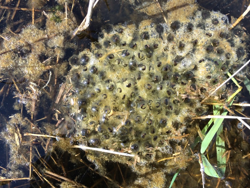amphibian egg mass at Thousand Acres