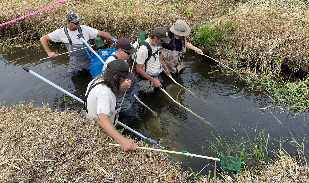 5 people stand up to their waists in a narrow stream, holding nets to catch fish