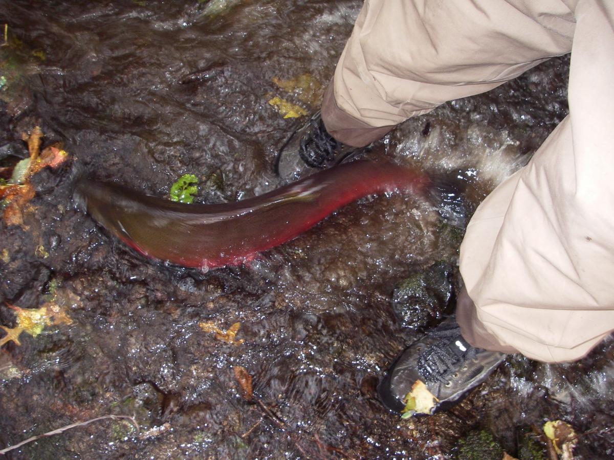 Adult salmon migrating up Wahkeena Creek to spawn