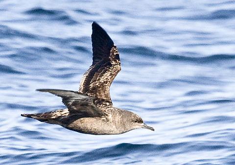 Sooty Shearwater credit Mike Baird