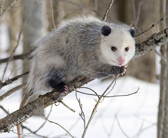 Virginia Opossum Credit Cody Pope
