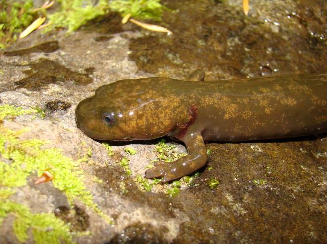 Cope's Giant Salamander by USGS