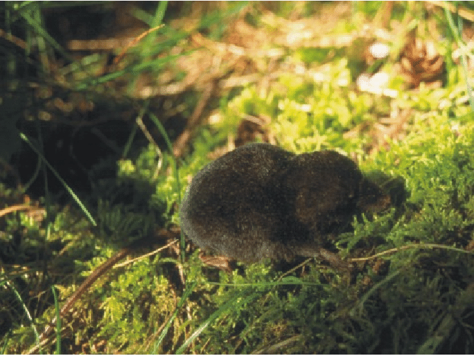 Pacific Water Shrew