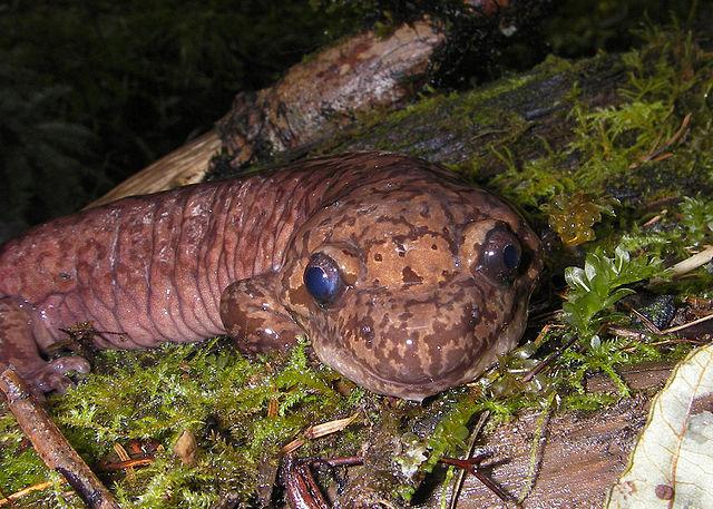 Pacific Giant Salamander by Justin Miles, Oregon Department of Fish and Wildlife