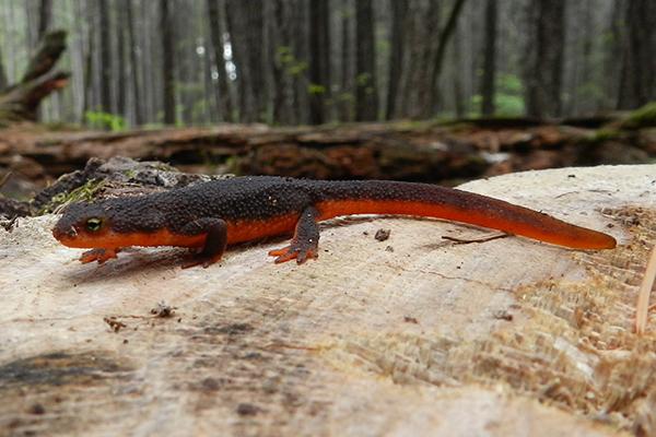 Rough Skinned Newt by DSHil