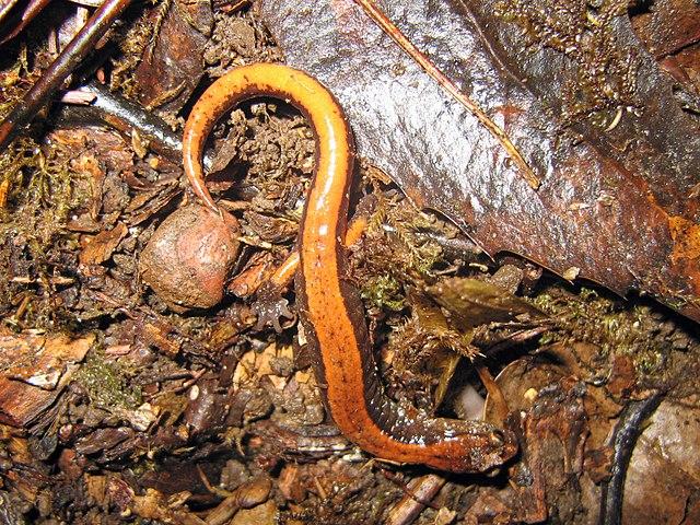 Western Red-backed Salamander credit Greg Schechter