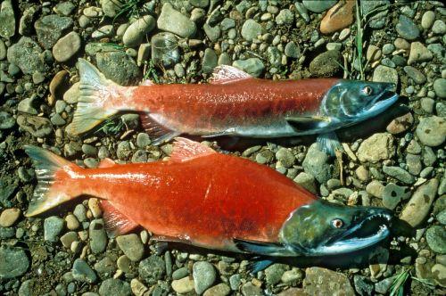 Sockeye Salmon spawners