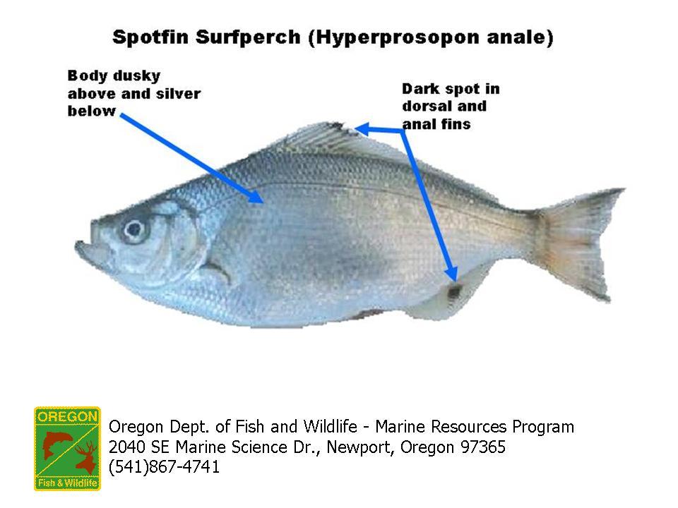 Spotfin Surfperch