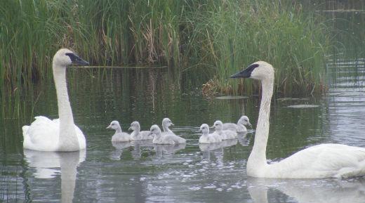 Swans and cygnets (baby swans)