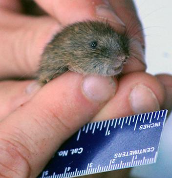 white-footed vole