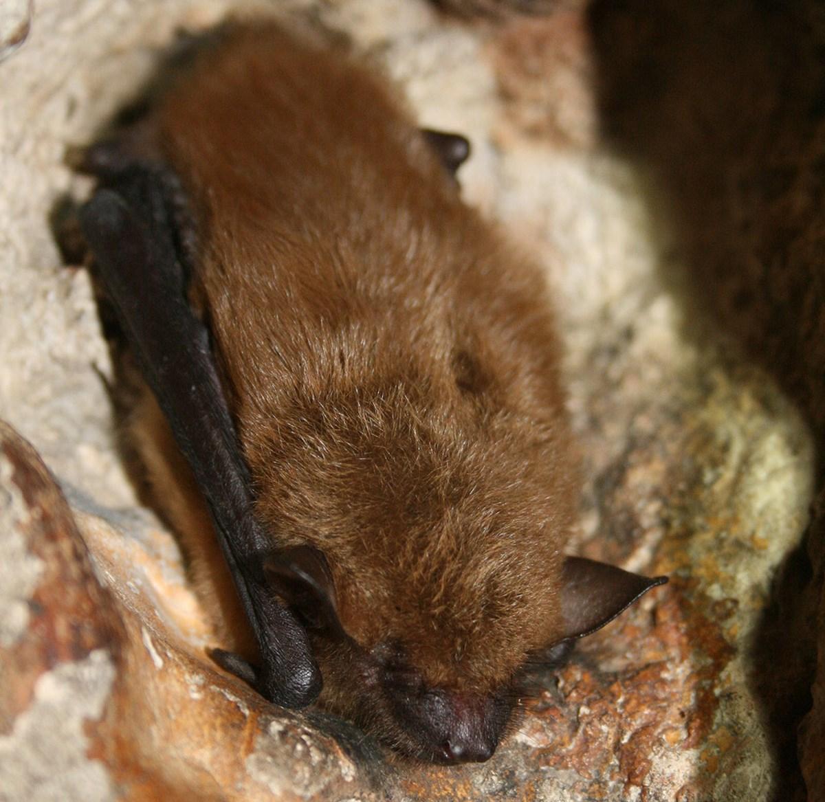 Big Brown Bat at rest