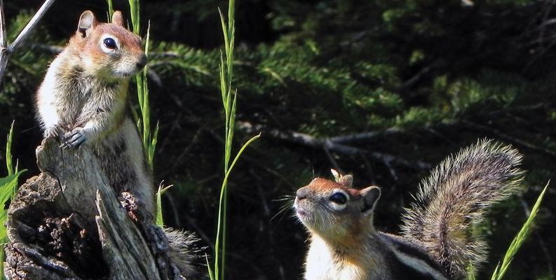 Golden-mantled ground squirrels