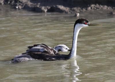 Western Grebe carrying a baby on its back