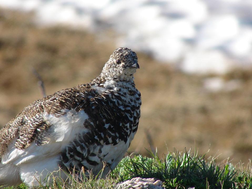 white-tailed ptarmigan in summer plumage