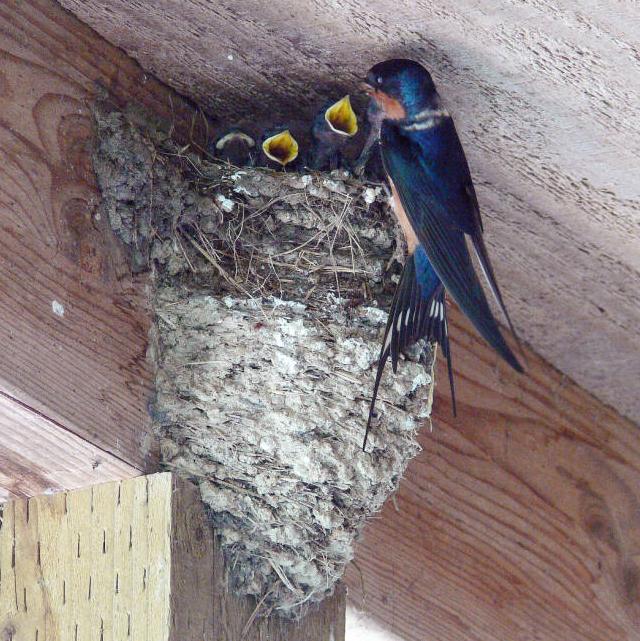 barn swallow and nest