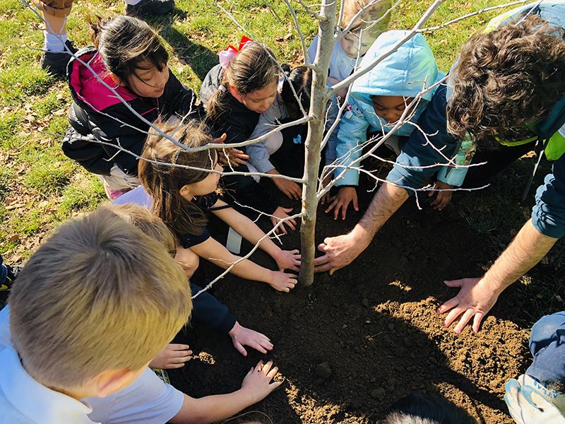 several students help fill in dirt around a newly planted tree