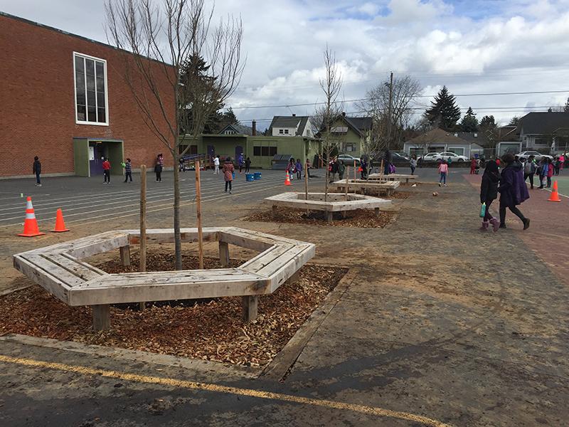 Four trees in a row, each surrounded by benches, in the schoolyard