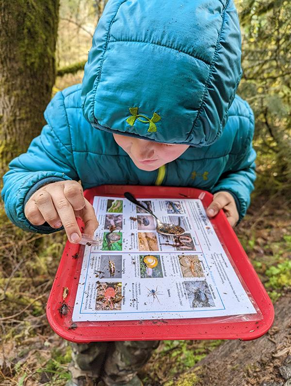 a student closely compares an insect to an insect guide