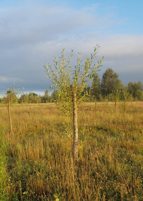 cottonwood and willow pole plantings at Steigerwald