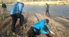 Volunteers plant trees at Sandy River Delta Volunteers at Sandy River Delta
