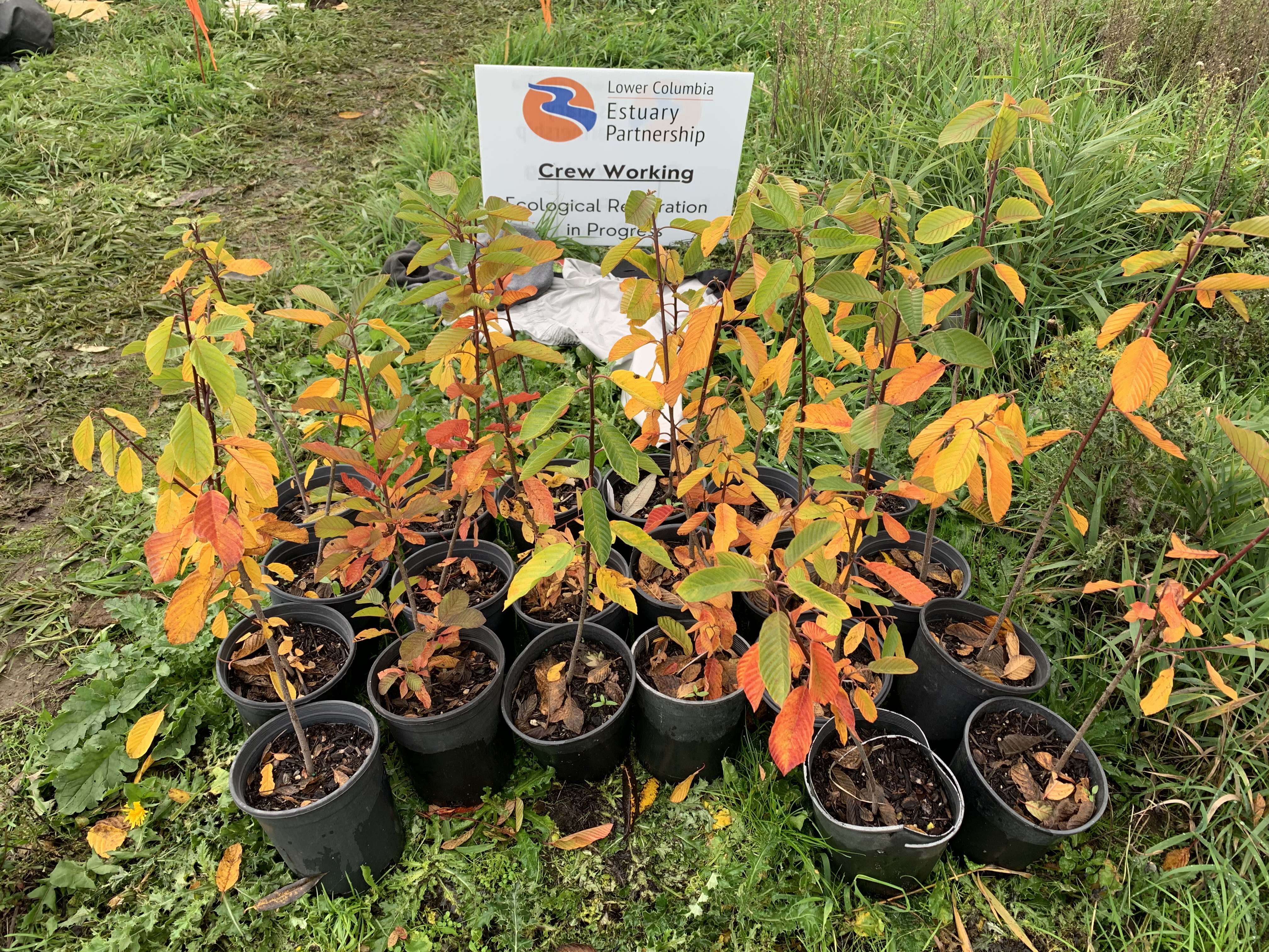 Plants for Salmon Creek