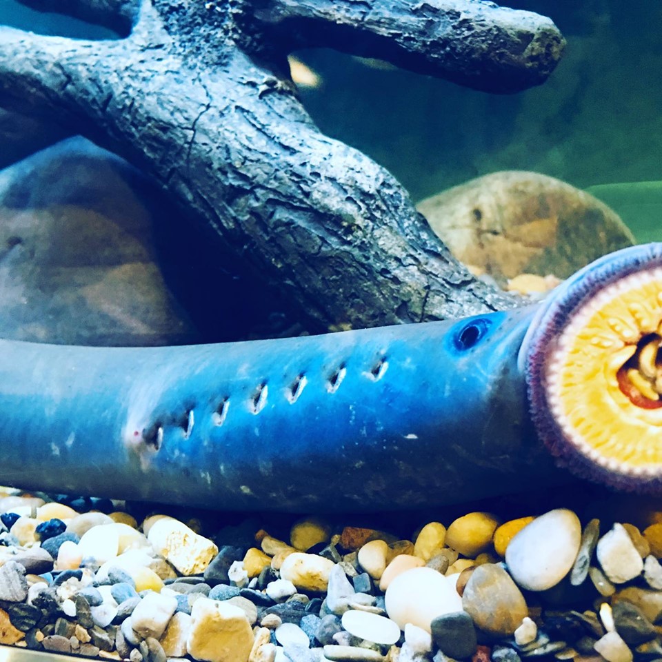 lamprey