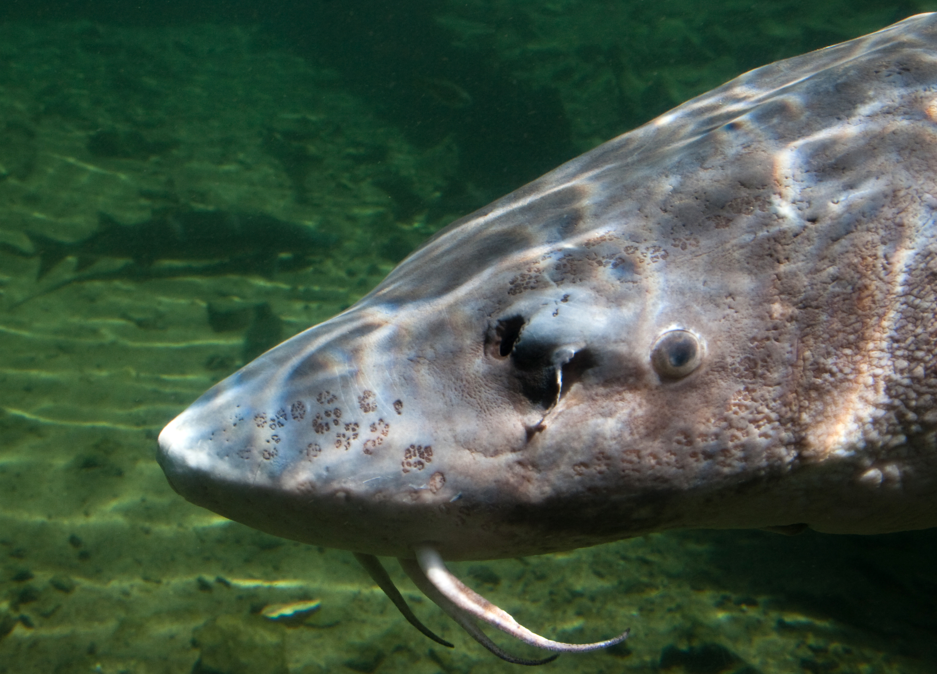 herman the sturgeon