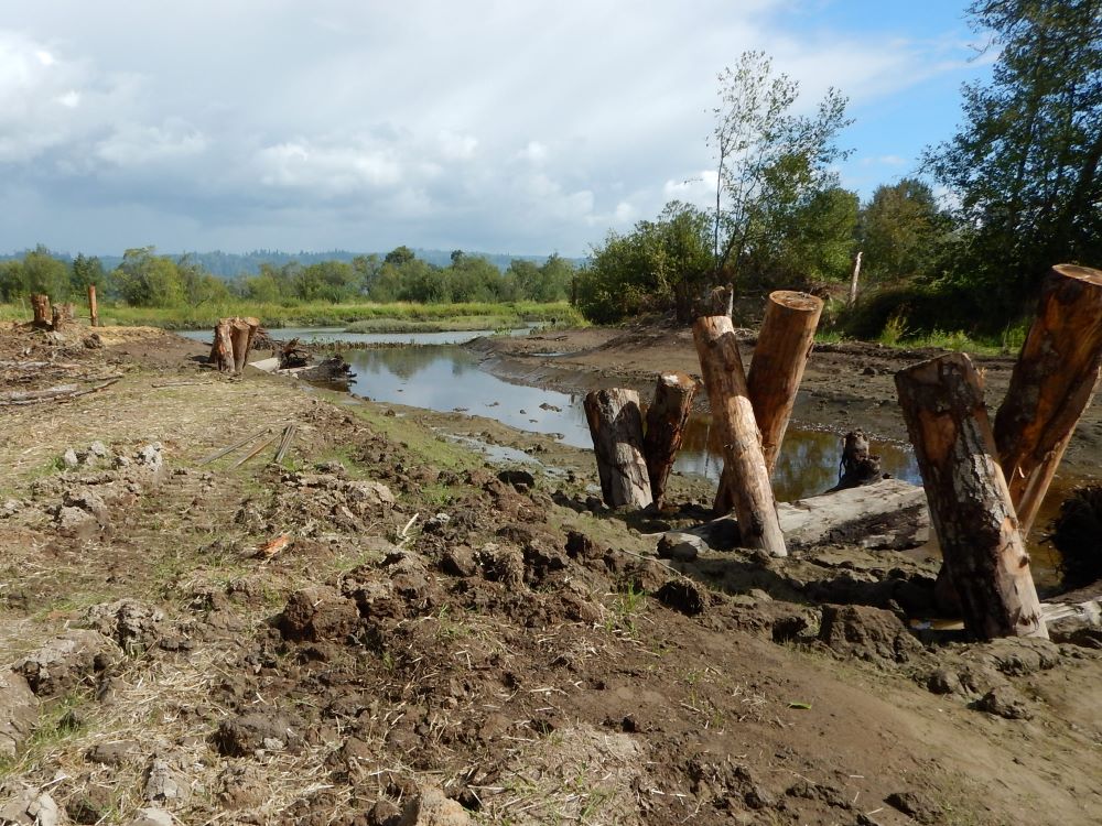 Wood habitat structures in the starter tidal channel