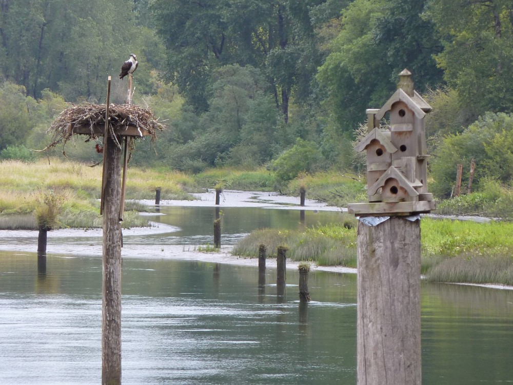 osprey at Batwater