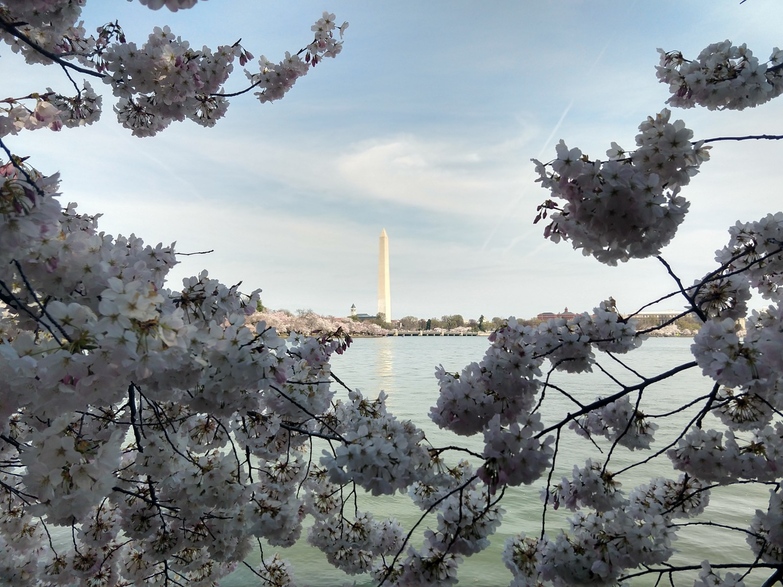 Cherry blossoms