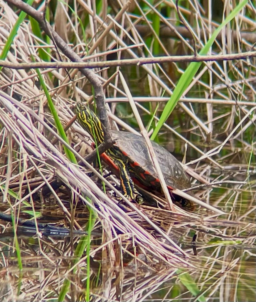 Western Painted Turtle