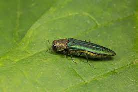 Emerald Ash Borer