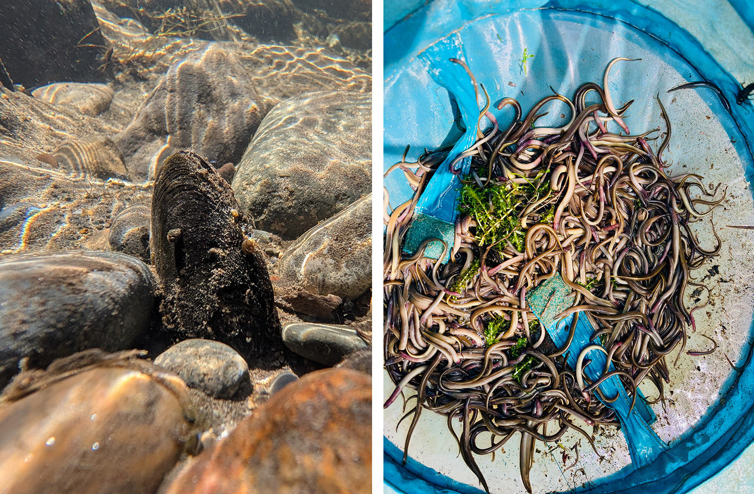 a freshwater mussel in the river; a net of hundreds of juvenile lamprey