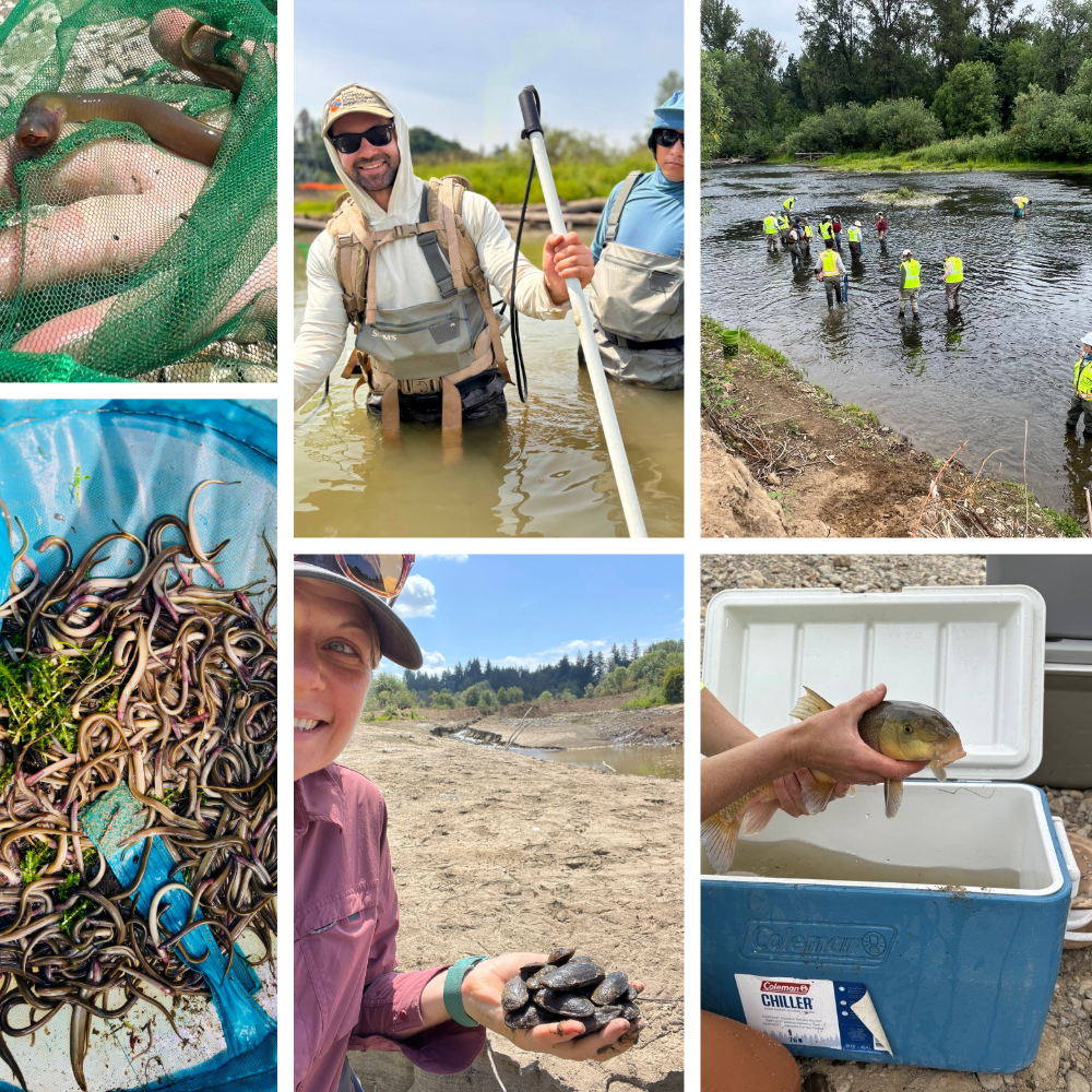 Fish salvage collage