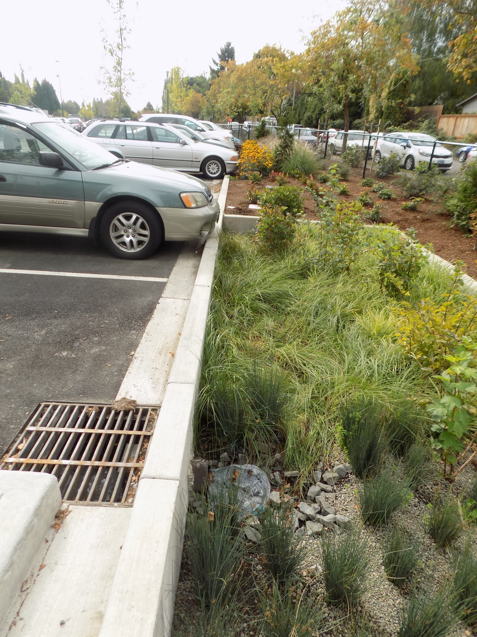 bioswale by a parking lot