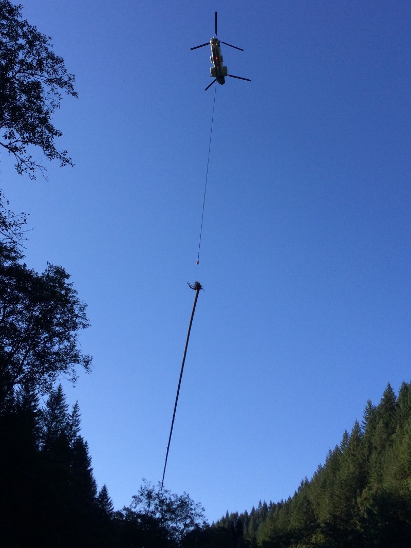 helicopters flying in large wood