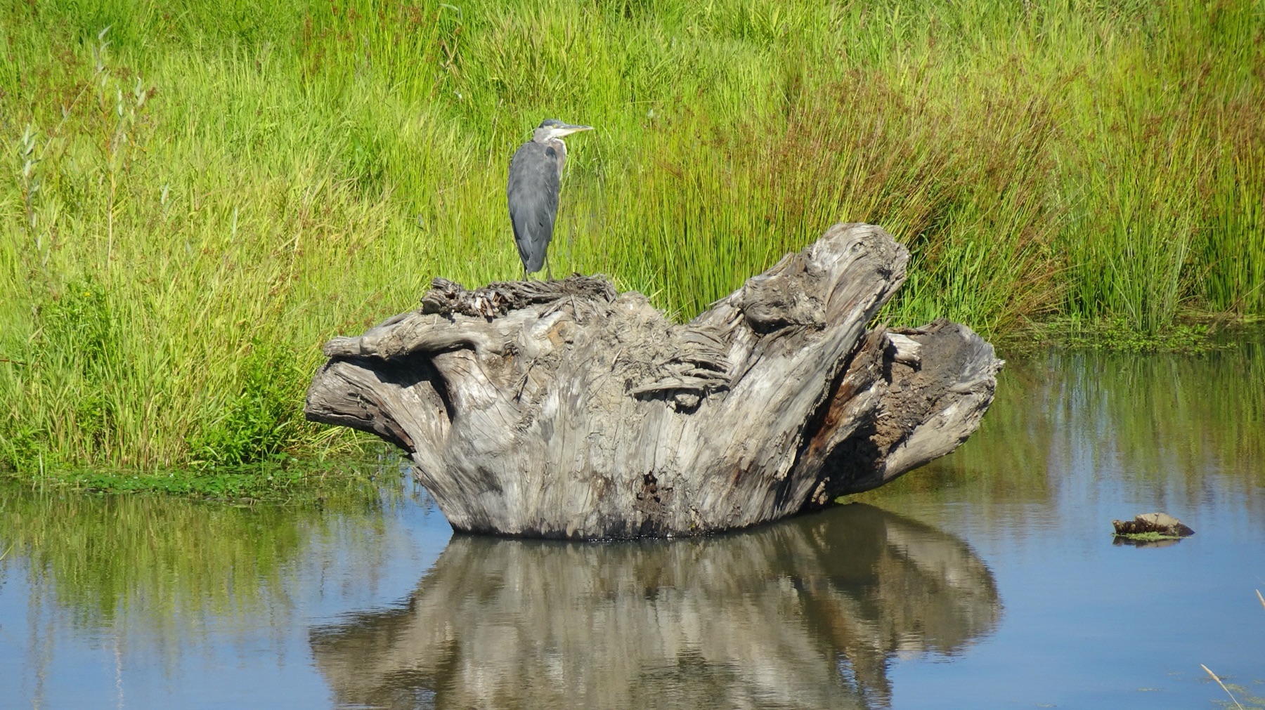 great blue heron sits on large wood