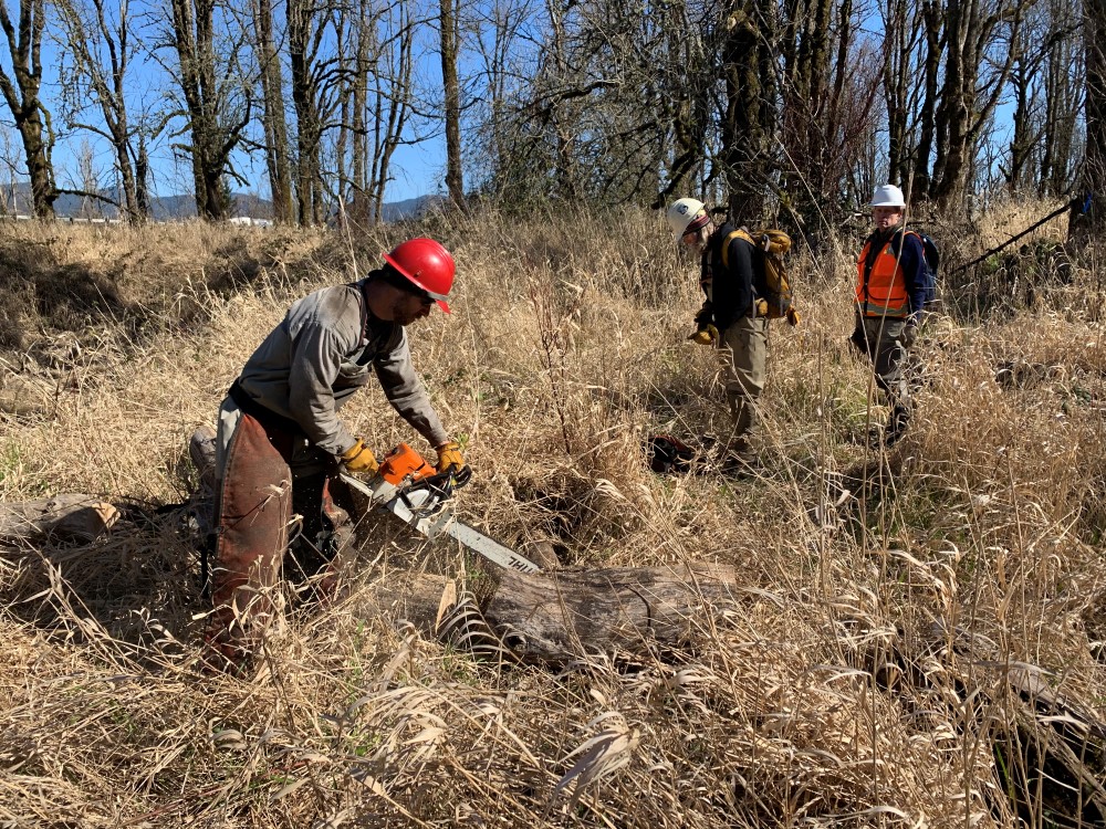 Felling trees at Horsetail