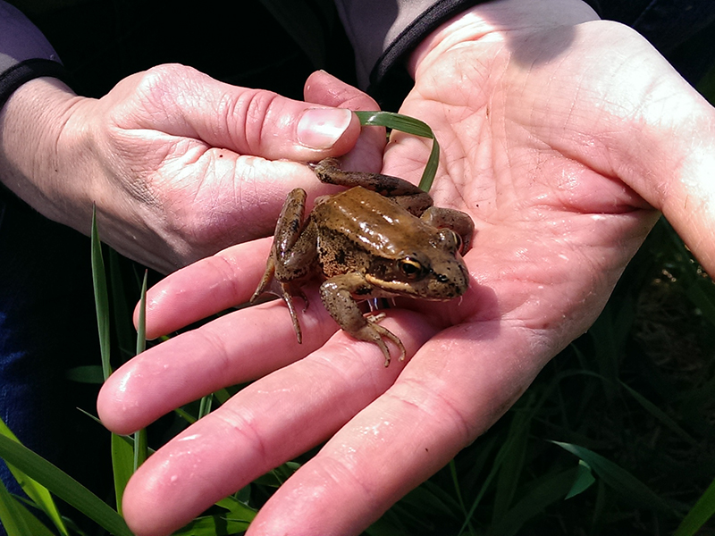 Red-legged frog