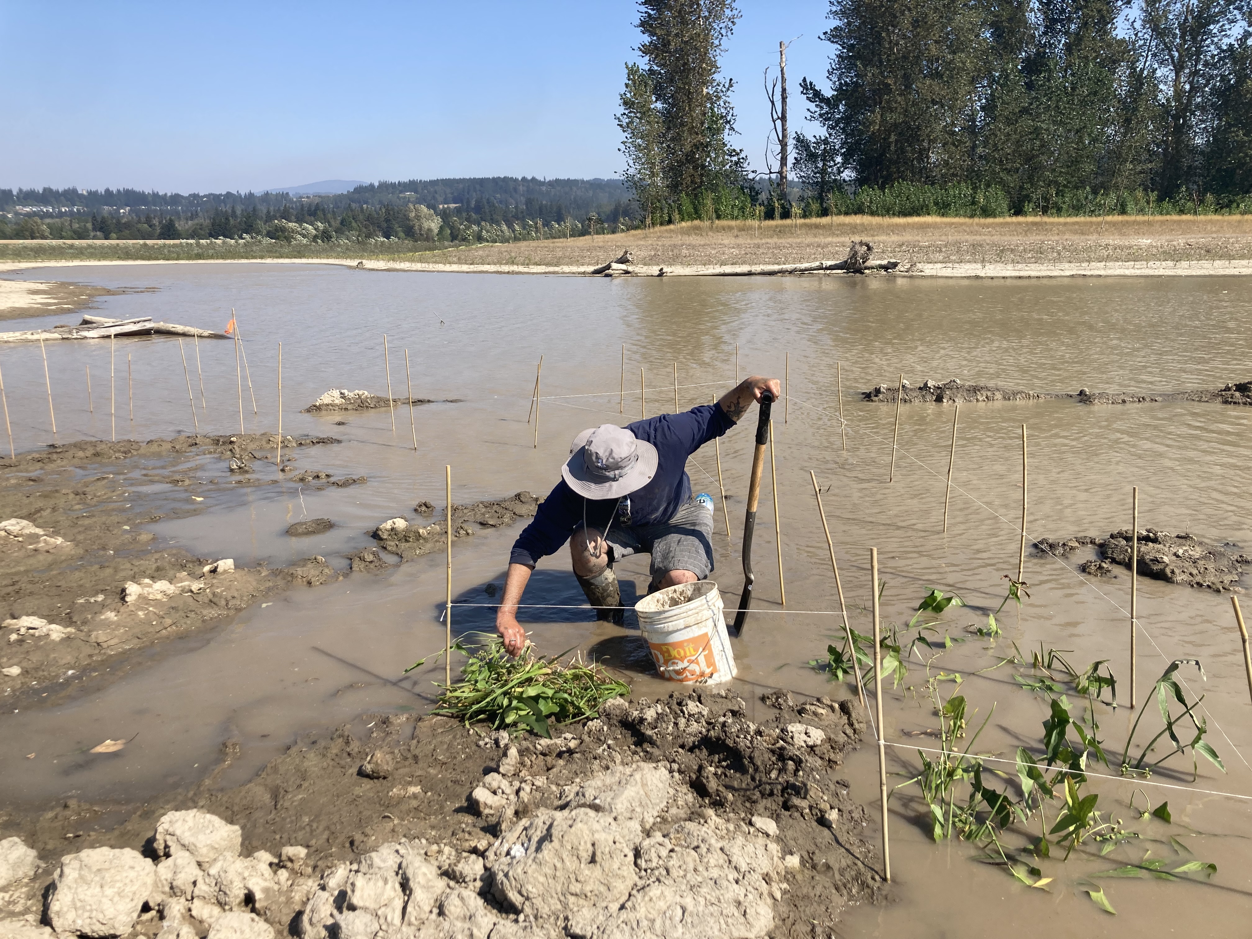 Alex planting wapato