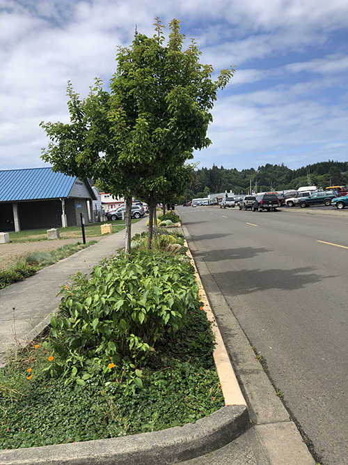 parking lot landscaping with shrubs and trees