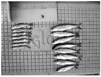 juvenile salmon floodplain study image