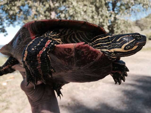 Painted turtle