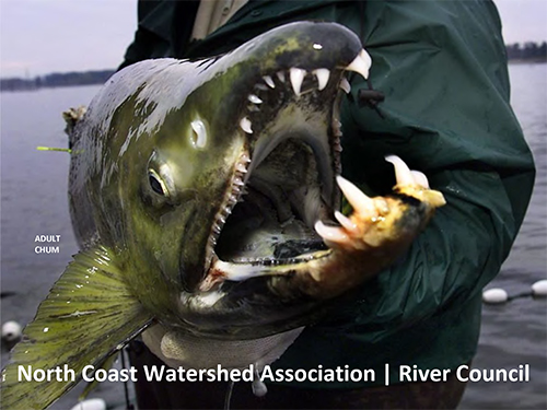 spawning chum salmon
