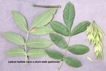 Oregon ash leaf