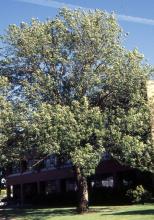 Oregon ash tree