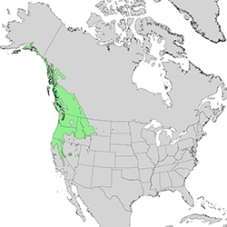 range map shows range of the black cottonwood from northern California through British Columbia, and mid-Montana west to the Pacific Ocean