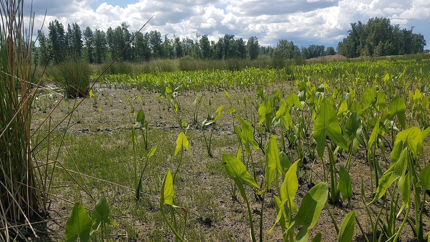 wapato emerges from a wetland