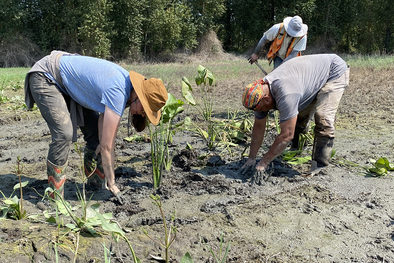 two people bend over to plant bulbs in a wetland
